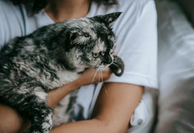 Person holding a black and white cat