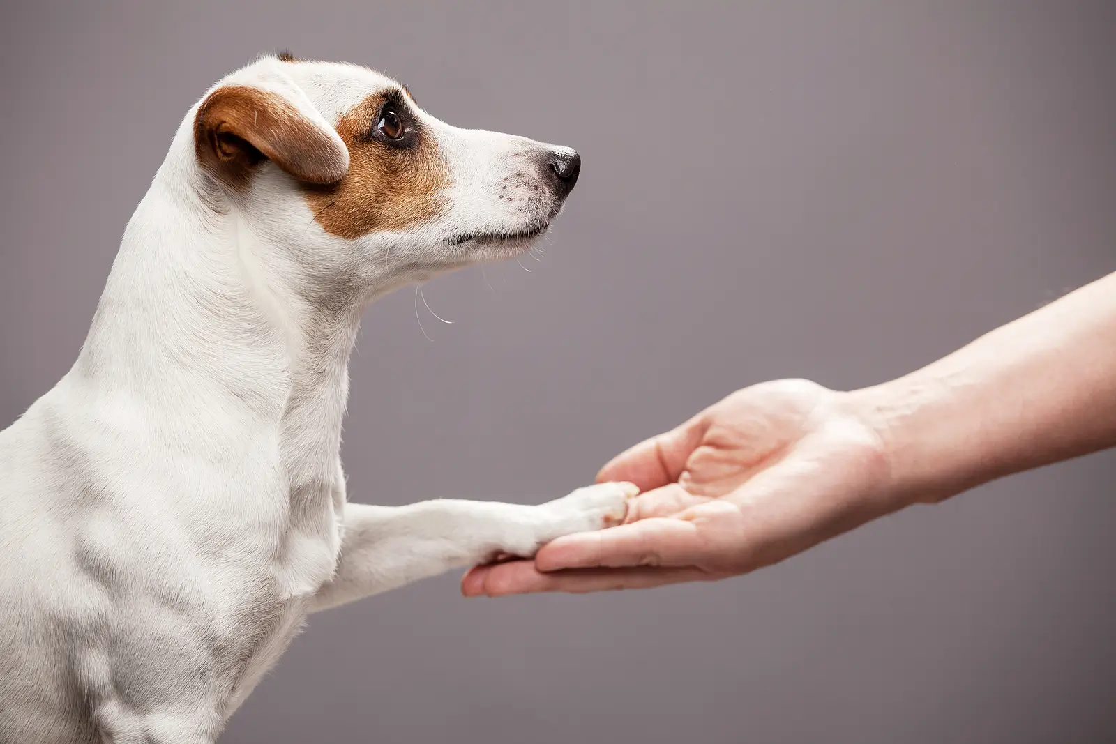 When “No Pets” Doesn’t Apply: Rhode Island Landlords and Support Animals