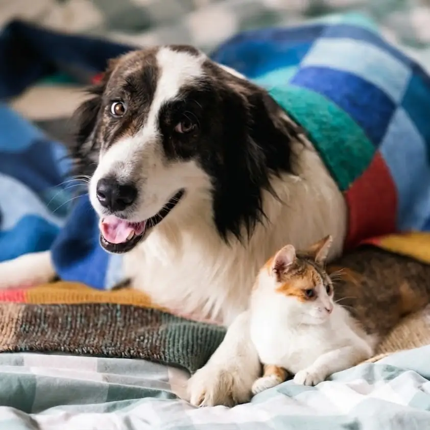 Pet Screening
